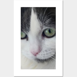 A cute cat with big green eyes. Posters and Art